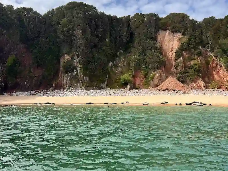 Amazing view from Saundersfoot Sea Safari. Experience it all with Z Cars, offering dependable Saundersfoot taxis for your journey